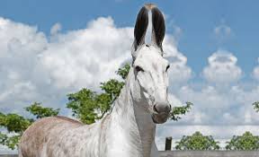 Jumento, jegue ou asno: Qual nome desse animal na sua região? — CompreRural