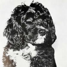 Portuguese Water Dog Dog Breed Information