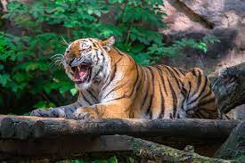 It's lots of awesome jigsaw puzzles with tigers on them! Tiger Jigsaw Puzzles Free Online Jigsaws Of Tigers