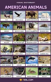 American Animals List Of Common Animals That Live In The America 7esl