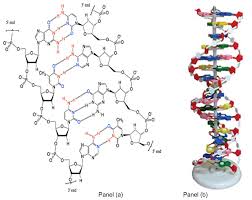A nitrogenous base is formed by either a single ring pyrimidine or a double ring purine. Life Free Full Text De Novo Nucleic Acids A Review Of Synthetic Alternatives To Dna And Rna That Could Act As Bio Information Storage Molecules Html