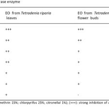 Image result for Tetradenia urticifolia