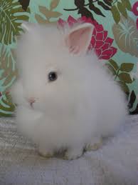 Maybe you would like to learn more about one of these? Bew Lionhead Rabbit Alice Lionhead Rabbit Lionhead Bunny Rabbit