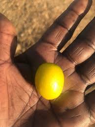 Image result for Cordyla