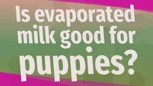 Is Evaporated Milk Good For Puppies Youtube