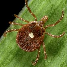 Ticks That Can Make People Severely Allergic To Meat Are Spreading In The U S