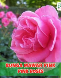 Maybe you would like to learn more about one of these? Benih Bunga Mawar Pink Pink Roses Bibit Buahku
