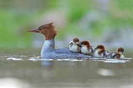 Birds You Can Have As Pets Uk 55 Best Bird Photos Of 2017 Have Been Announced And They Re Truly Amazing Bird Photo Beautiful Birds Pet Birds