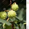 This fruit can only be grown in a tropical location. Https Encrypted Tbn0 Gstatic Com Images Q Tbn And9gctvlyhxlpbnowdfhojabg3n7t6xavergi27g Atxqpw5gw3vc29 Usqp Cau