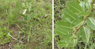 Image result for Pachycarpus concolor