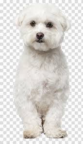 maltese dog bichon frise havanese dog bolognese dog bolonka