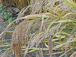 Image result for Panicum subflabellatum
