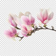 Drawing Of Family Magnolia Poster Garden Painting Flower Plant Blossom Transparent Background Png Clipart Hiclipart Over 86 magnolia png images are found on vippng. drawing of family magnolia poster