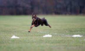 Dog for adoption chucky a doberman pinscher in stafford va. Cavalier Doberman Pinscher Club Cdpc Is A Non Profit Organization A Member Of The Doberman Pinscher Club Of America And Supports Doberman Rescue Efforts
