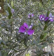 Image result for Polygala schinziana