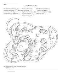 Color a typical animal cell according to the directions to learn the main structures and organelles found in the animal cell coloring. Name Animal Cell Coloring Sheet Cell Membrane Ligh Brown