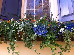 Efeu Und Blumen Fur Den Blumenkasten Lobelie Und Blaue Veilchen Blumenkasten Balkon Blumen Fensterbox Blumen