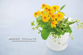 居家萬用必備香草 芳香萬壽菊 愛生活 365 痞客邦 plants herbs growing