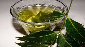 Es una planta perteneciente a la familia de las araliaceae. Neem Un Arbol Contra La Diabetes