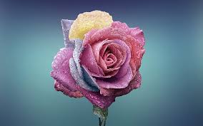 See more ideas about yellow roses, beautiful roses, pink yellow. Yellow Rose Hd Hd Wallpapers Free Download Wallpaperbetter