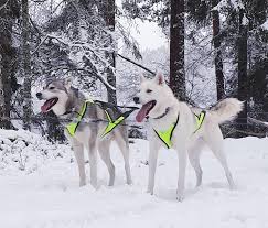 Folgende 2 produkte haben wir zum thema „schlittenhund gefunden Geschirr X Shirt Axaeco