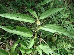 Image result for Corchorus kirkii