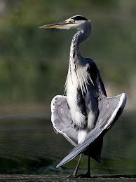 Small Bird With Long Legs And Long Beak The Herons Are Long Legged Freshwater Coastal Birds With 64 Recognized Species Although Herons Resemble Birds In Some Oth Coastal Birds Birds Colorful Birds