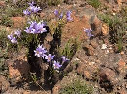 Image result for Xerophyta wentzeliana