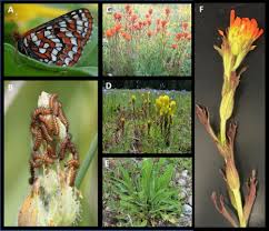 Maybe you would like to learn more about one of these? Preference Performance And Chemical Defense In An Endangered Butterfly Using Novel And Ancestral Host Plants Scientific Reports
