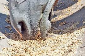 Oats And Ottbs The Horse