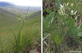 Image result for Albuca nigritana