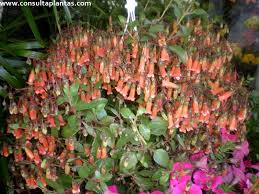 Image result for Kalanchoe uniflora