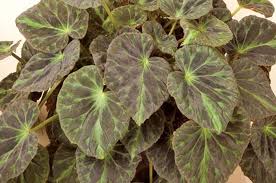 Image result for Begonia rubronervata