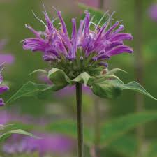 Image result for Monadenium hirsutum