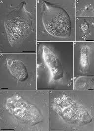 If you need termite pest control in nj, then b & d pest solutions llc is your best bet. Frontiers Biogeography And Independent Diversification In The Protist Symbiont Community Of Heterotermes Tenuis Ecology And Evolution