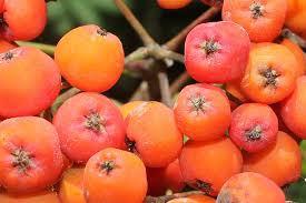 Himbeersträucher in prospekten von geschäften aus ihrer umgebung auf kaufda.de. Wildstraucher Fur Naturnahe Garten Nabu Hamburg