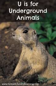 Underground Animal Theme Resources Animal Theme Animals Animal Study