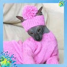 pin na doske cat hat