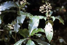 Image result for Psychotria heterosticta