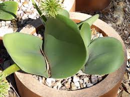 Image result for Haemanthus montanus