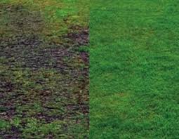 If too thick, its best to aerate your lawn before overseeding or if filling in patches remove the thatch and dead grass before spreading seed in bare areas of your lawn. Aerating Over Seeding Or Re Seeding Dethatching Turf Renovations