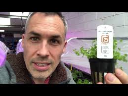 Micranthemum umbrosum