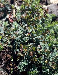 Image result for Euphorbia rubriflora