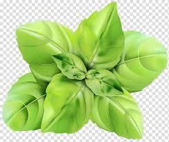 flower art watercolor paint wet ink basil herb drawing mint vegetable transparent background png clipart hiclipart flower art watercolor paint wet ink