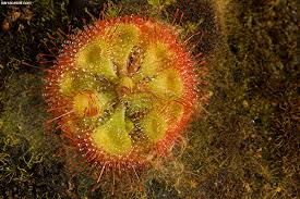 Image result for Drosera dielsiana