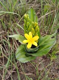 Image result for Hypoxis