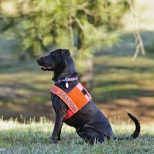 Also we are especially excited to play. Fire Chief Uses A Corpse To Train A Cadaver Dog Without Permission All Pet News