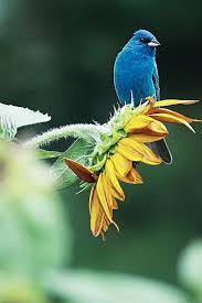 Birds Of The Air And Lilies Of The Field Pin On Birds Of The Air