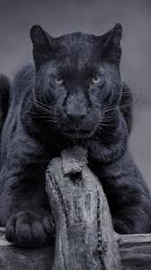 Wallpapers Panther Posted By Christopher Sellers