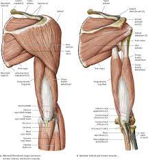 Diagram of shoulder and arm. Shoulder Arm Atlas Of Anatomy